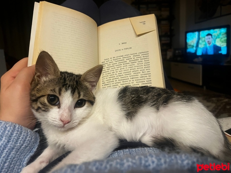 Tekir Kedi, Kedi  Bıdık fotoğrafı
