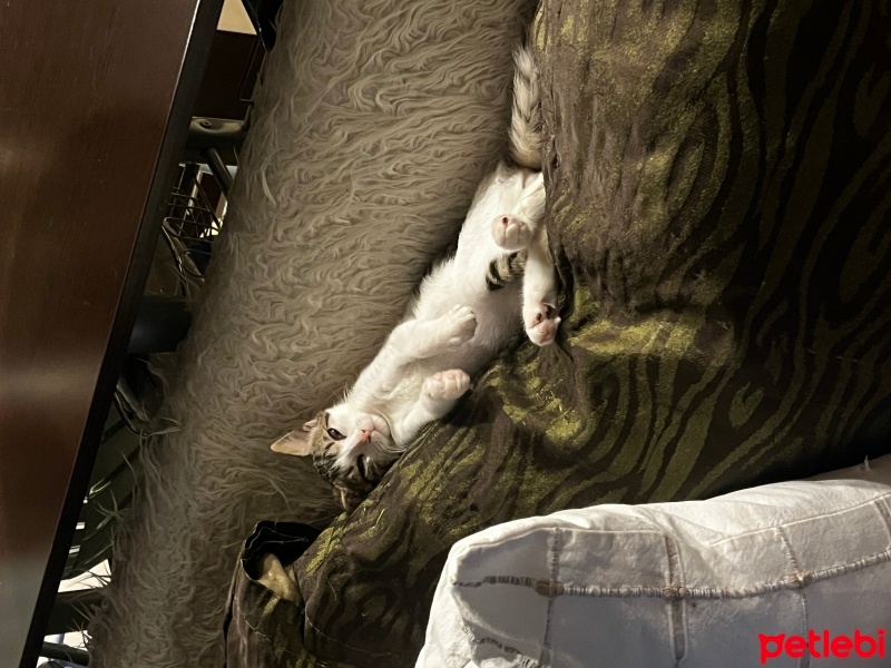 Tekir Kedi, Kedi  Bıdık fotoğrafı