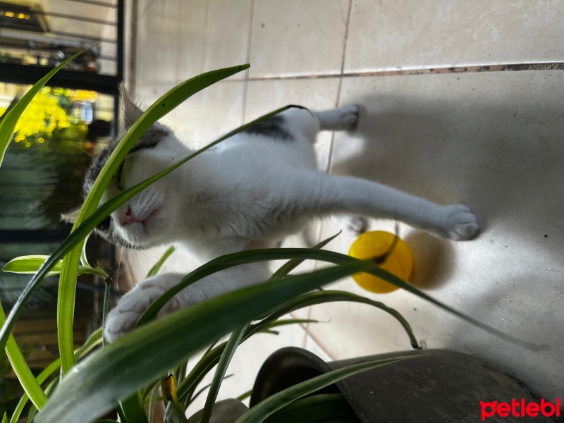 Tekir Kedi, Kedi  Bıdık fotoğrafı
