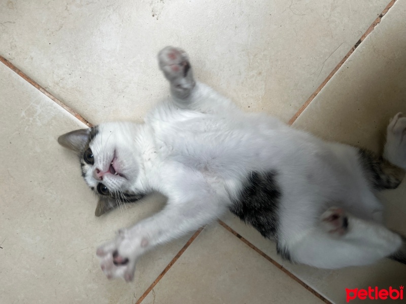 Tekir Kedi, Kedi  Bıdık fotoğrafı