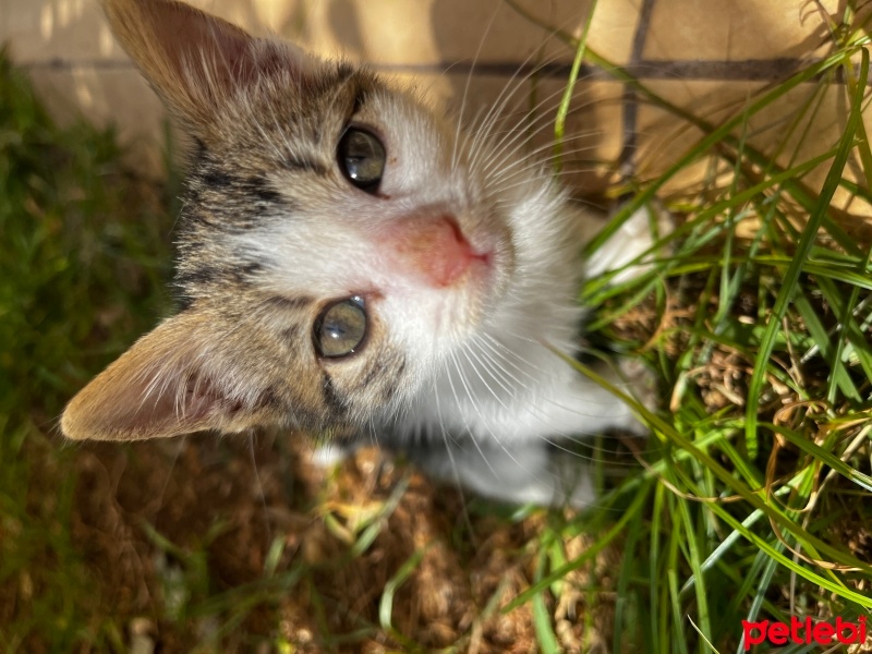 Tekir Kedi, Kedi  Bıdık fotoğrafı