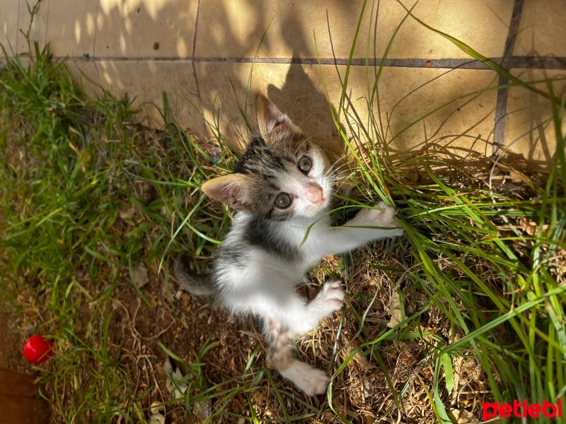 Tekir Kedi, Kedi  Bıdık fotoğrafı