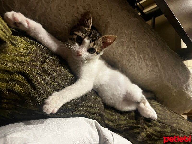 Tekir Kedi, Kedi  Bıdık fotoğrafı