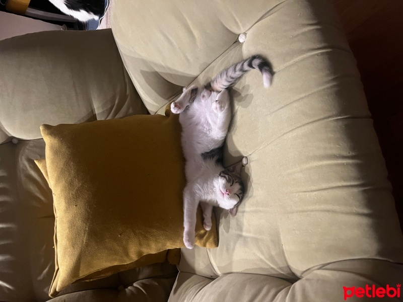 Tekir Kedi, Kedi  Bıdık fotoğrafı