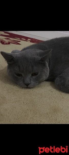 British Shorthair, Kedi  Pamuk fotoğrafı