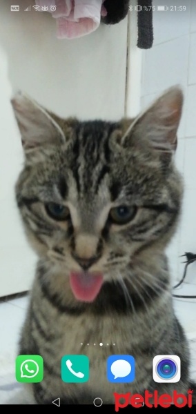 Tekir Kedi, Kedi  Pati fotoğrafı