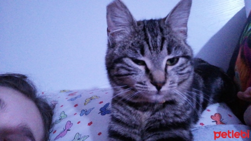 Tekir Kedi, Kedi  Pati fotoğrafı
