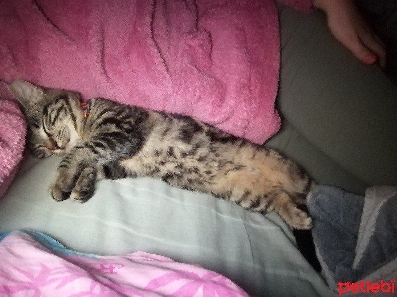 Tekir Kedi, Kedi  Pati fotoğrafı