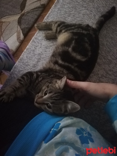 Tekir Kedi, Kedi  Pati fotoğrafı