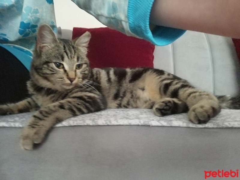 Tekir Kedi, Kedi  Pati fotoğrafı