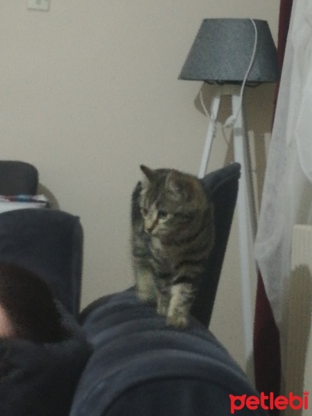 Tekir Kedi, Kedi  Pati fotoğrafı