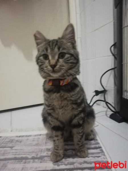Tekir Kedi, Kedi  Pati fotoğrafı