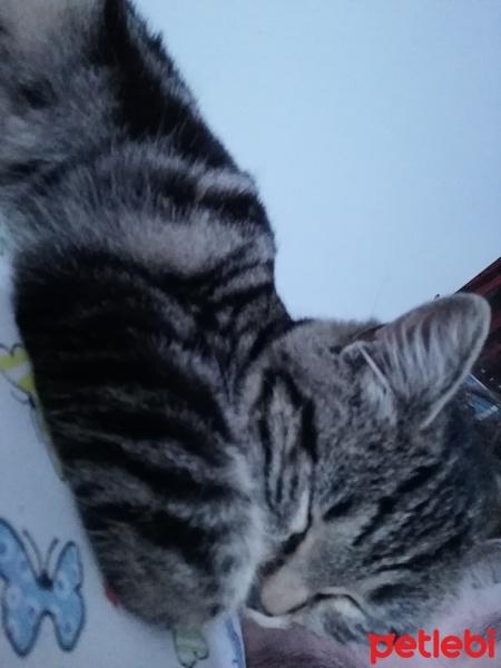 Tekir Kedi, Kedi  Pati fotoğrafı