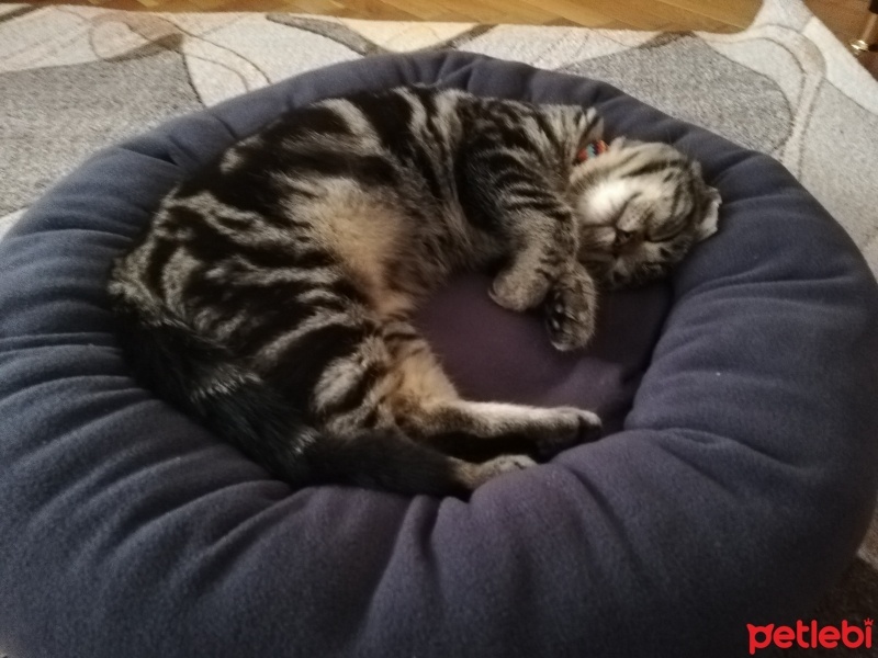 Tekir Kedi, Kedi  Pati fotoğrafı