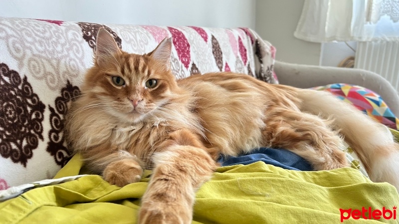 Sibirya Kedisi, Kedi  Teddy fotoğrafı