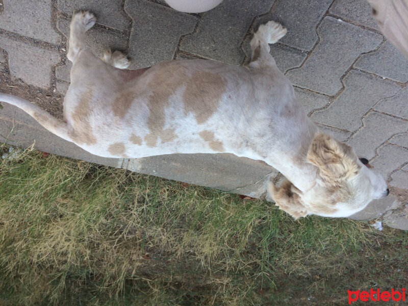 Dachshund (Sosis), Köpek  Lidya fotoğrafı