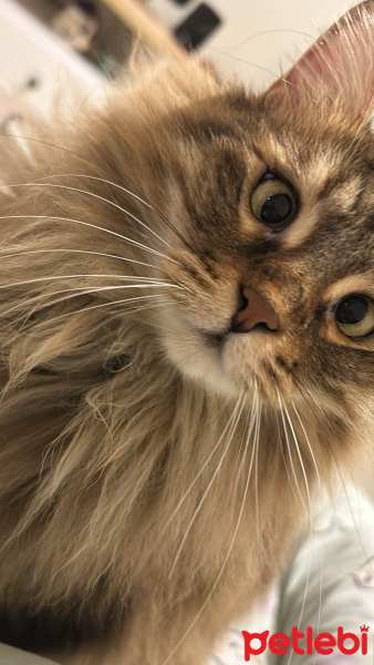 Sibirya Kedisi, Kedi  Lily fotoğrafı