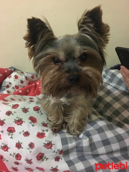 Yorkshire Terrier, Köpek  Laço fotoğrafı