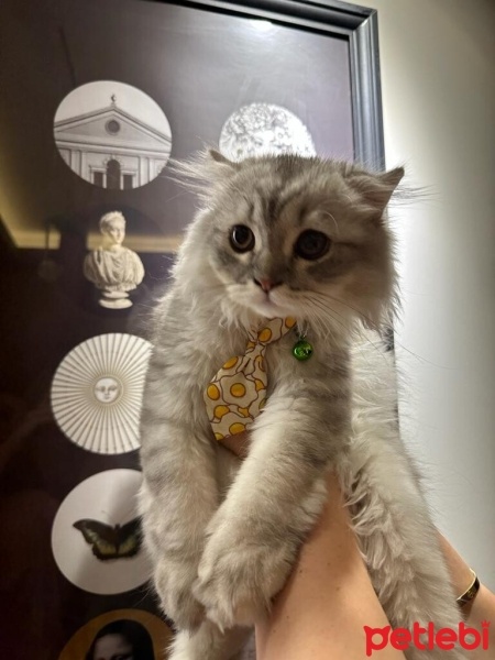 British Longhair, Kedi  Zeus fotoğrafı