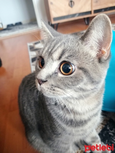 British Shorthair, Kedi  Köpük fotoğrafı