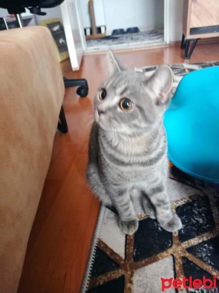 British Shorthair, Kedi  Köpük fotoğrafı