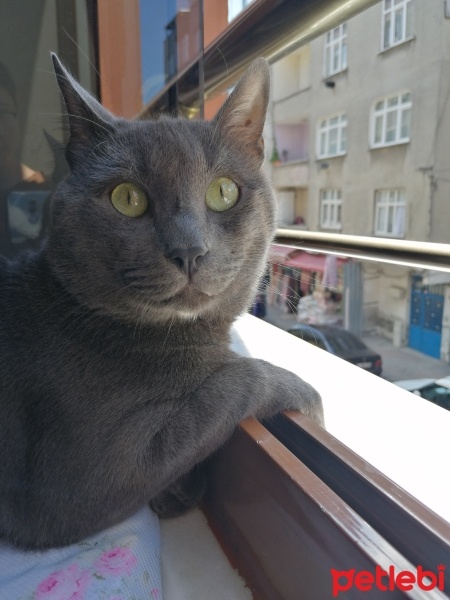 Mavi Rus, Kedi  Sherlock fotoğrafı