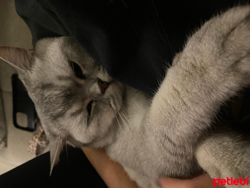 British Shorthair, Kedi  Tekila fotoğrafı