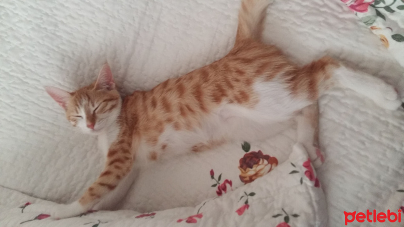 Tekir Kedi, Kedi  Havuç fotoğrafı