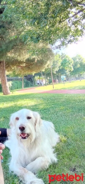 İngiliz Setter, Köpek  Snoopy fotoğrafı