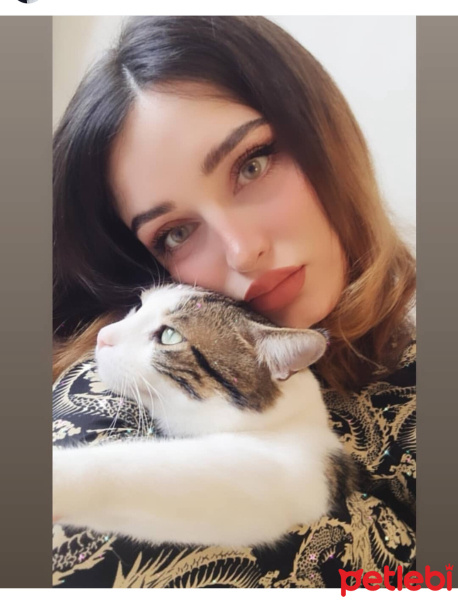 Tekir Kedi, Kedi  Luna fotoğrafı