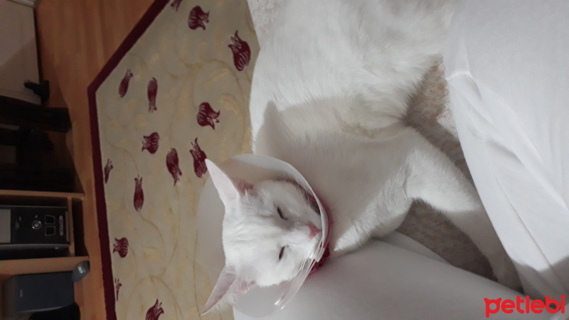 Van Kedisi, Kedi  PAMUK-VANİLYA fotoğrafı