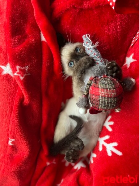 Siyam Kedisi, Kedi  Latte fotoğrafı