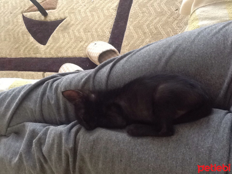 Bombay, Kedi  BİTTER fotoğrafı