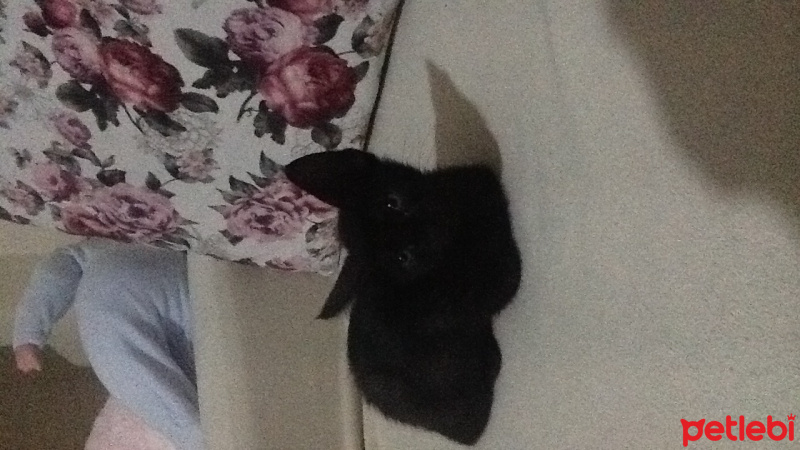 Bombay, Kedi  BİTTER fotoğrafı