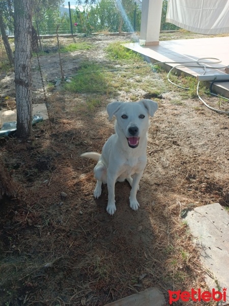 Labrador Retriever, Köpek  Salep fotoğrafı