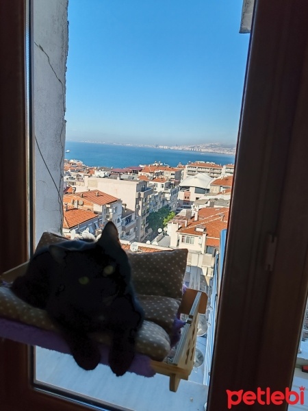 Australian Mist, Kedi  Zeytin fotoğrafı