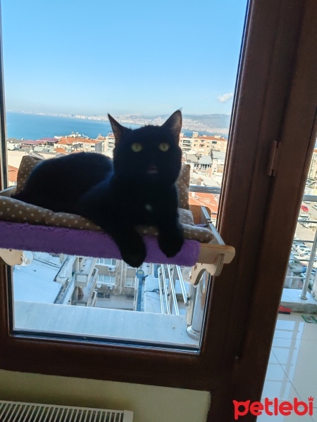 Australian Mist, Kedi  Zeytin fotoğrafı