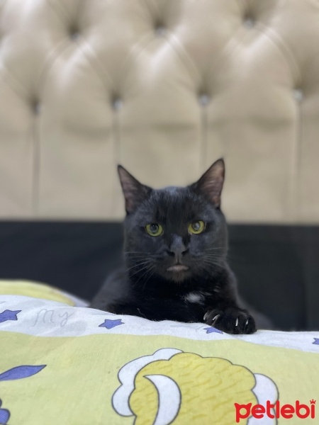 Australian Mist, Kedi  Zeytin fotoğrafı