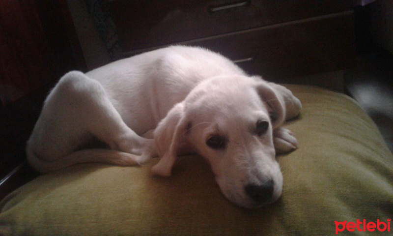 Labrador Retriever, Köpek  Odie fotoğrafı