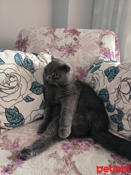 Scottish Fold, Kedi  Şeftali fotoğrafı