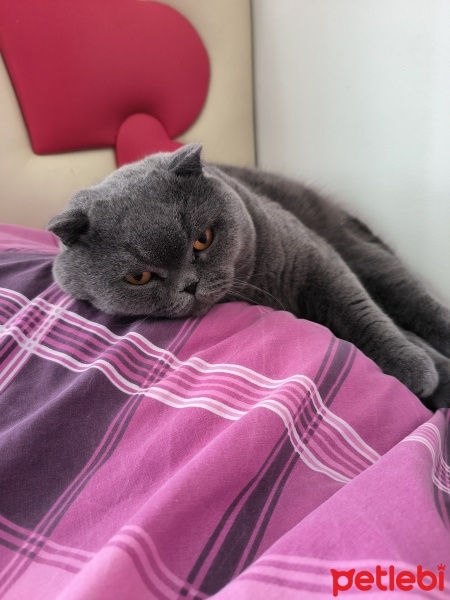 Scottish Fold, Kedi  Şeftali fotoğrafı