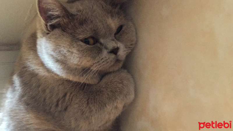 British Shorthair, Kedi  Lila fotoğrafı