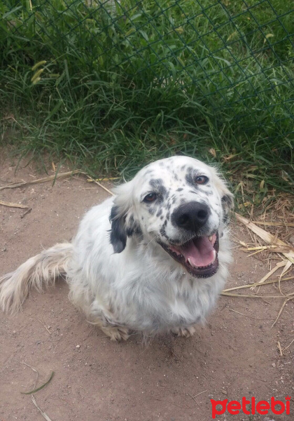 İngiliz Setter, Köpek  Boncuk fotoğrafı