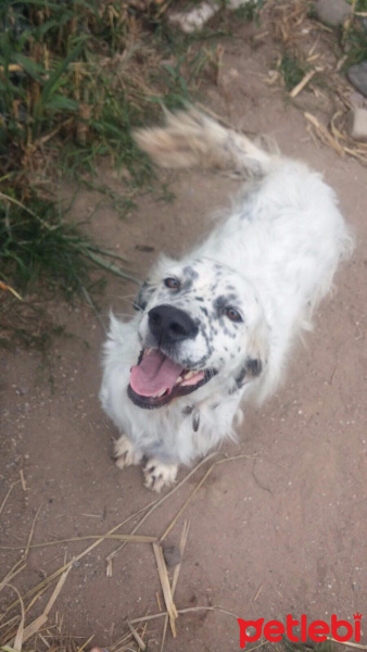 İngiliz Setter, Köpek  Boncuk fotoğrafı