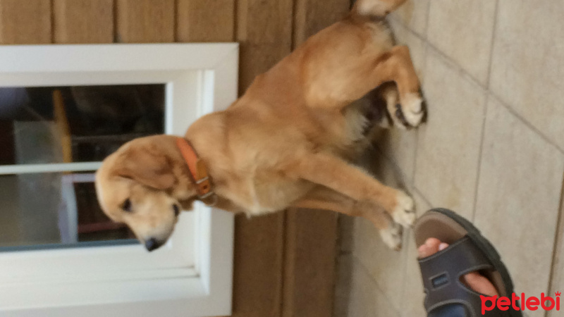 Golden Retriever, Köpek  Dobby fotoğrafı