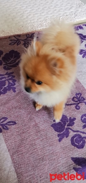 Pomeranyalı, Köpek  Gölge fotoğrafı