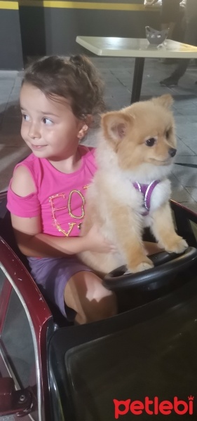 Pomeranyalı, Köpek  Gölge fotoğrafı