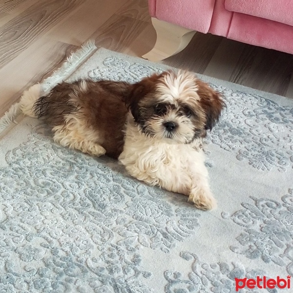 Shih Tzu, Köpek  Milka fotoğrafı