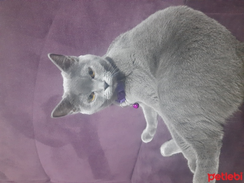 British Longhair, Kedi  Gece fotoğrafı