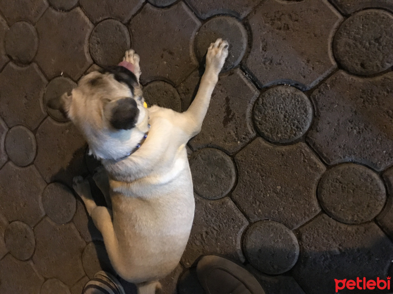 Pug, Köpek  Liuşişi fotoğrafı